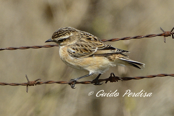 Passeriformi di collina